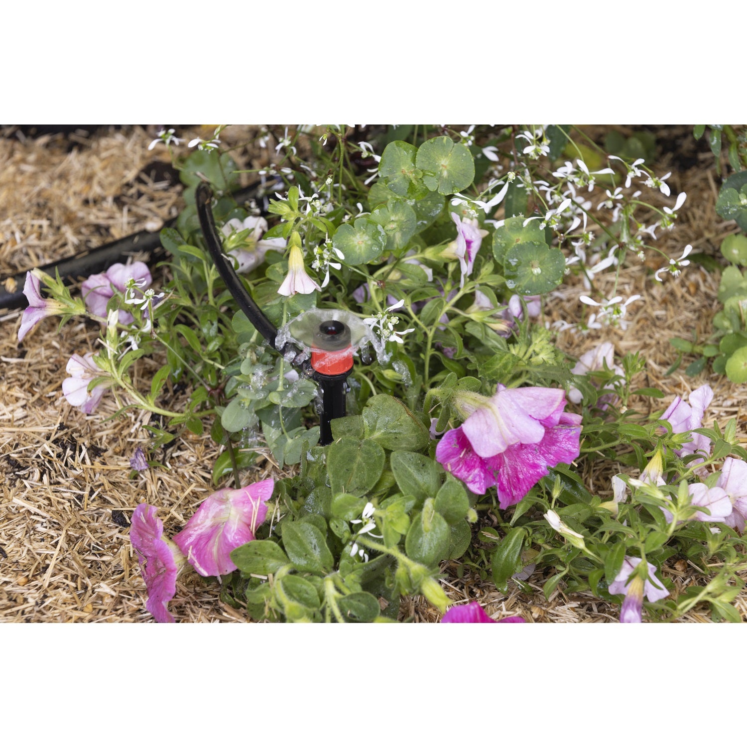 aroz-goutte-goutte-micro-arroseurs-sur-pic-x5-360 image 5