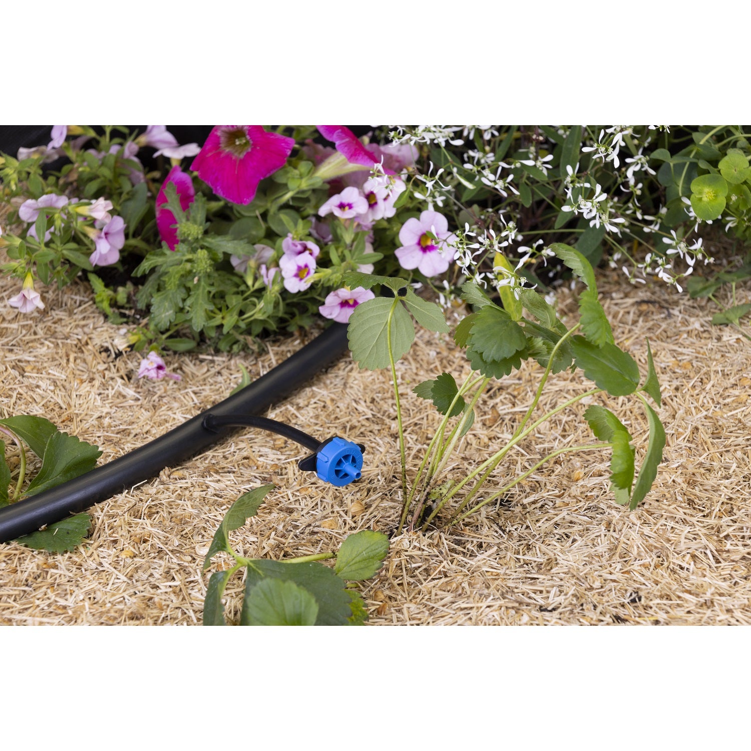 aroz-goutte-goutte-goutteur-autor-gulant-8-l-h-10-goutteurs image 7