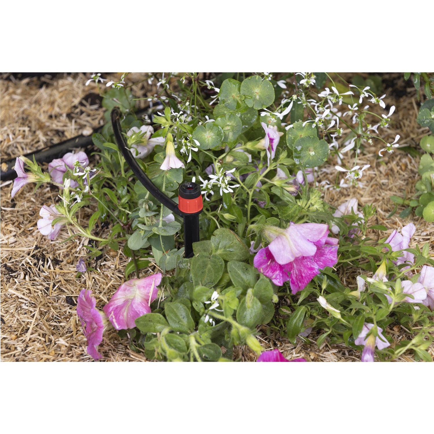 aroz-goutte-goutte-micro-arroseurs-sur-pic-x5-360 image 4
