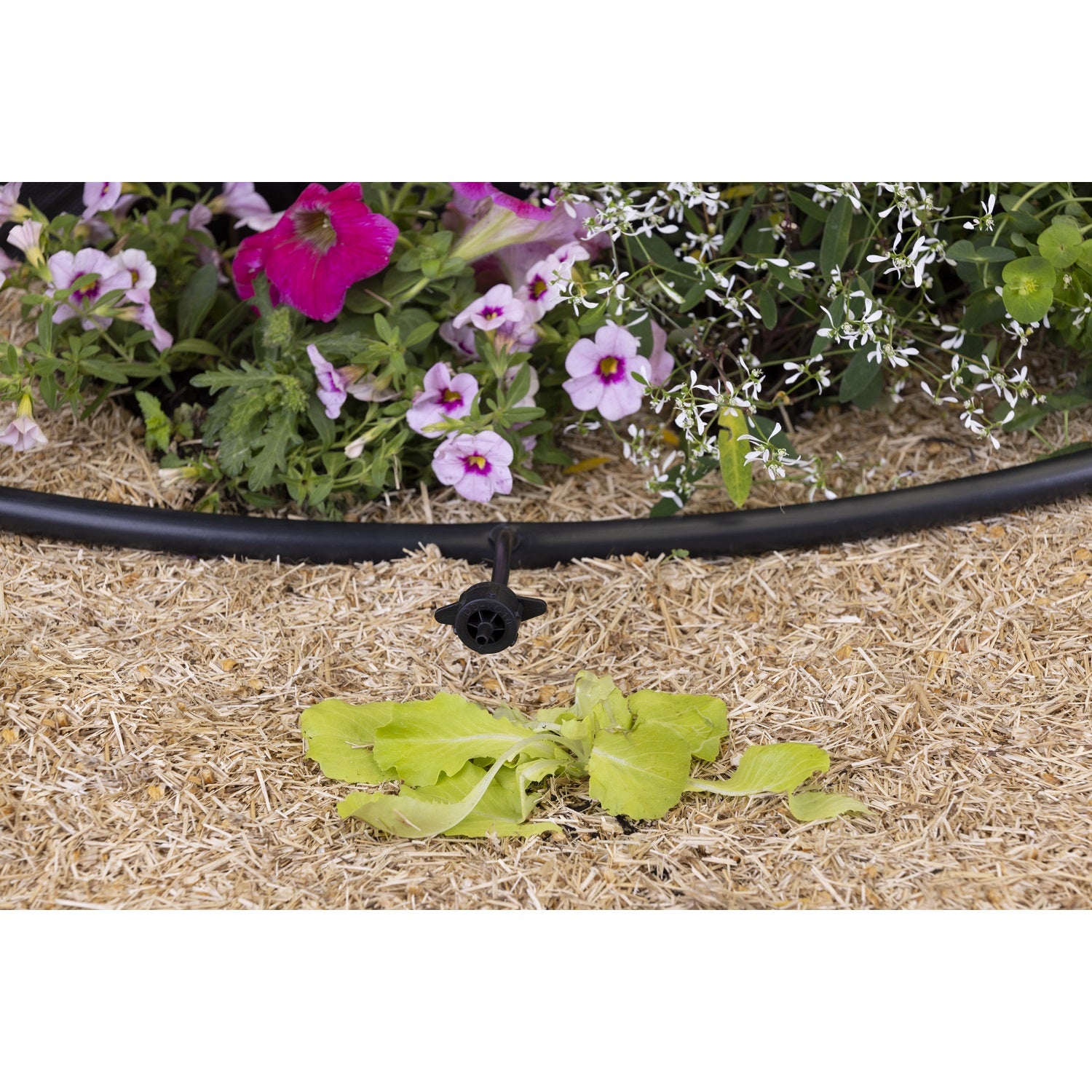 aroz-goutte-goutte-goutteur-auto-r-gulant-4-l-h-x10 image 5