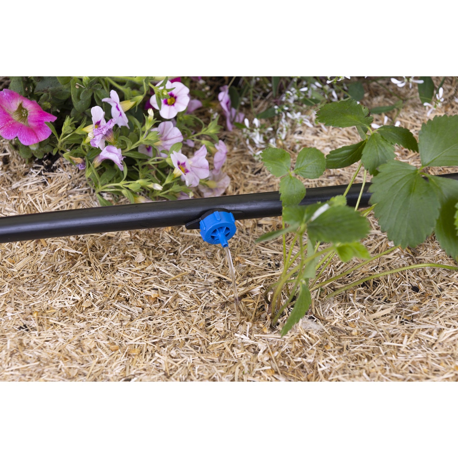 aroz-goutte-goutte-goutteur-autor-gulant-8-l-h-10-goutteurs image 8