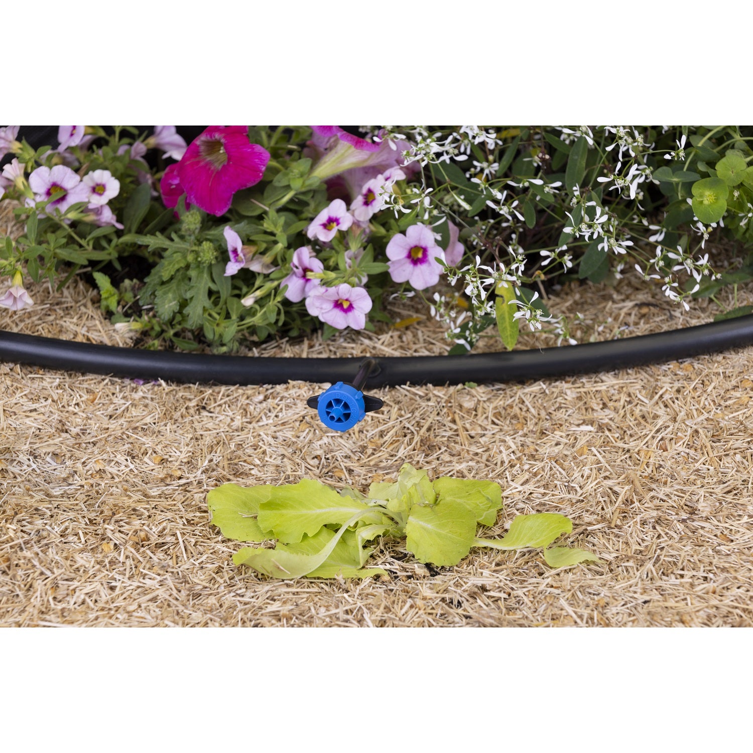 aroz-goutte-goutte-goutteur-autor-gulant-8-l-h-10-goutteurs image 5