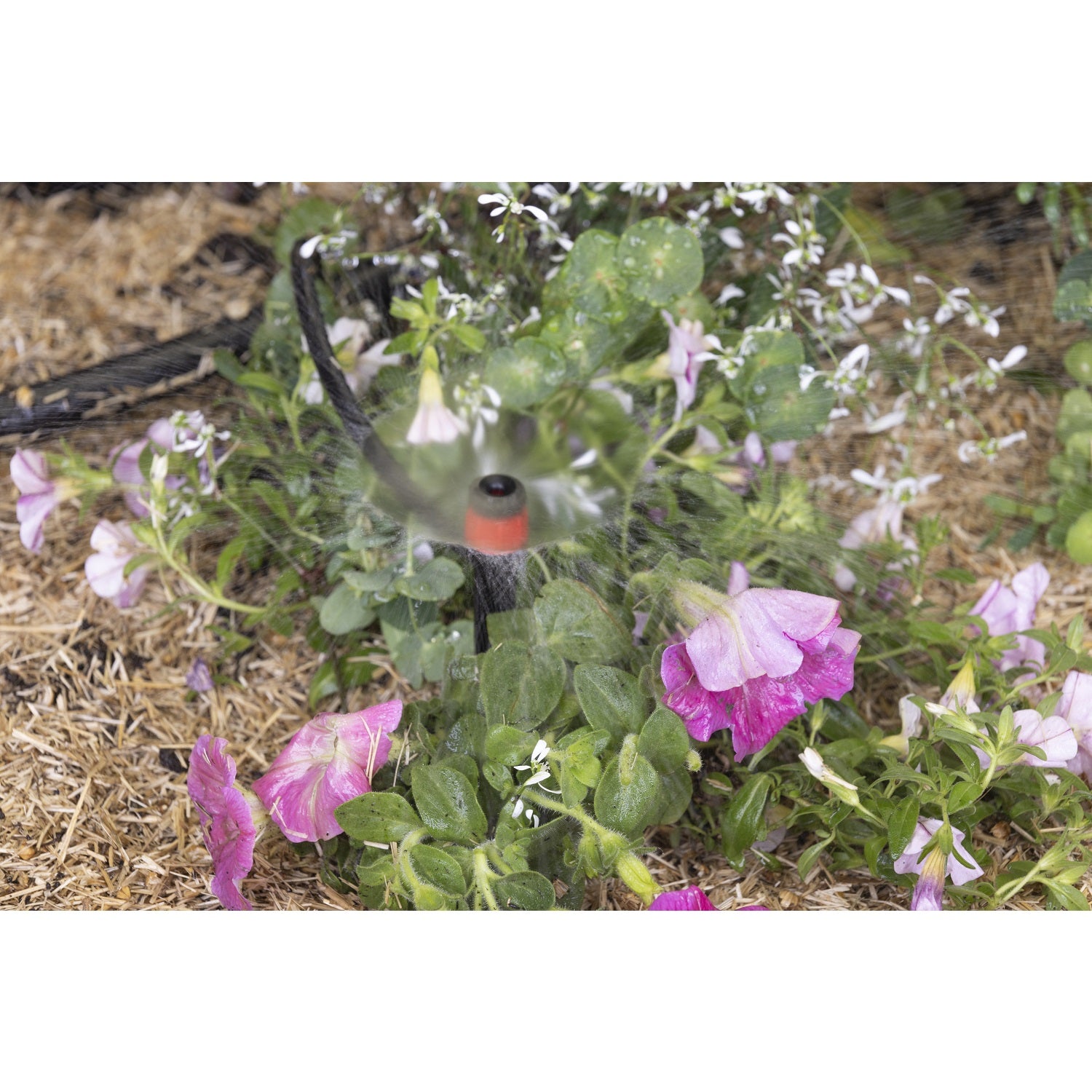 aroz-goutte-goutte-micro-arroseurs-sur-pic-x5-360 image 7