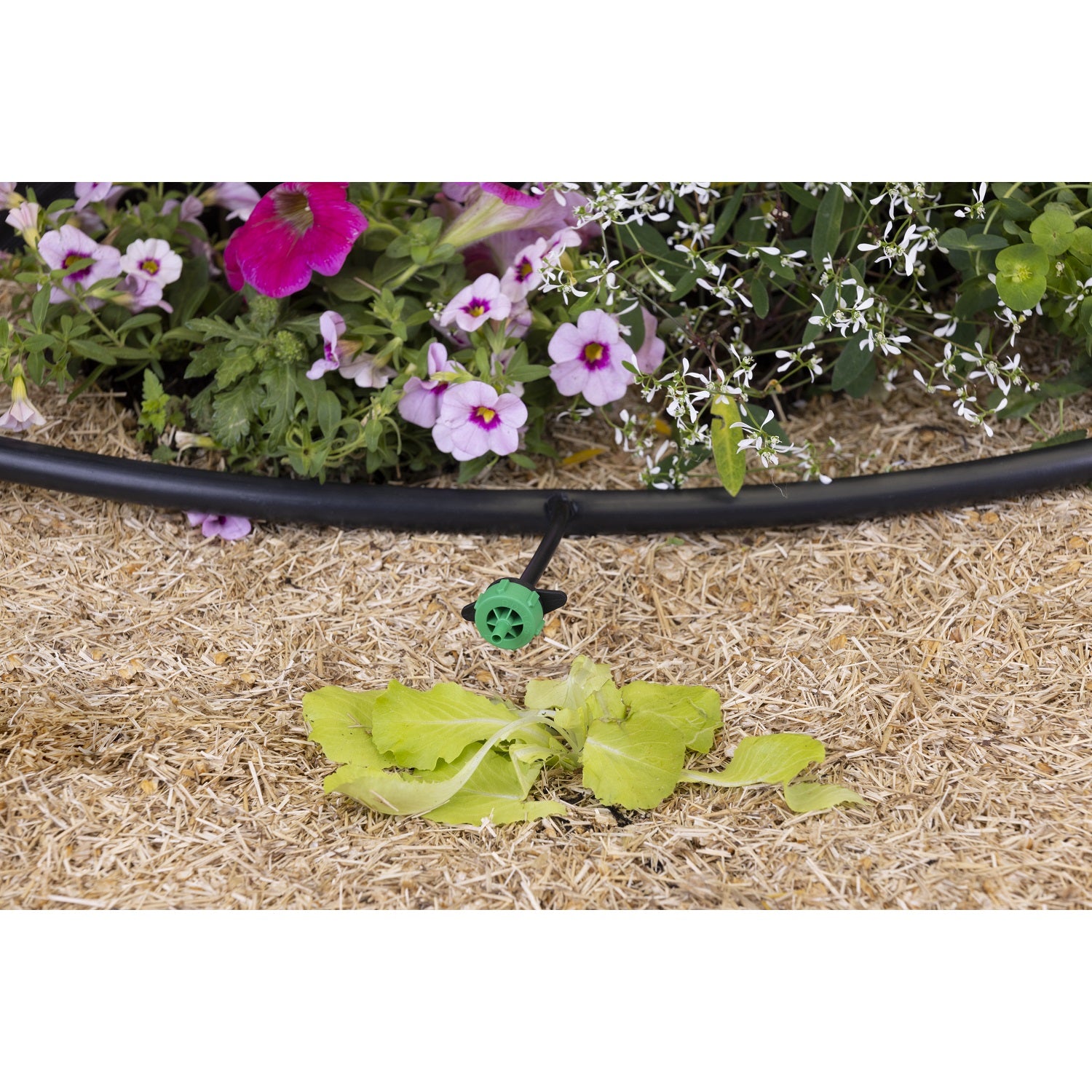 aroz-goutte-goutte-goutteur-auto-r-gulant-2-l-h-10-goutteurs image 5