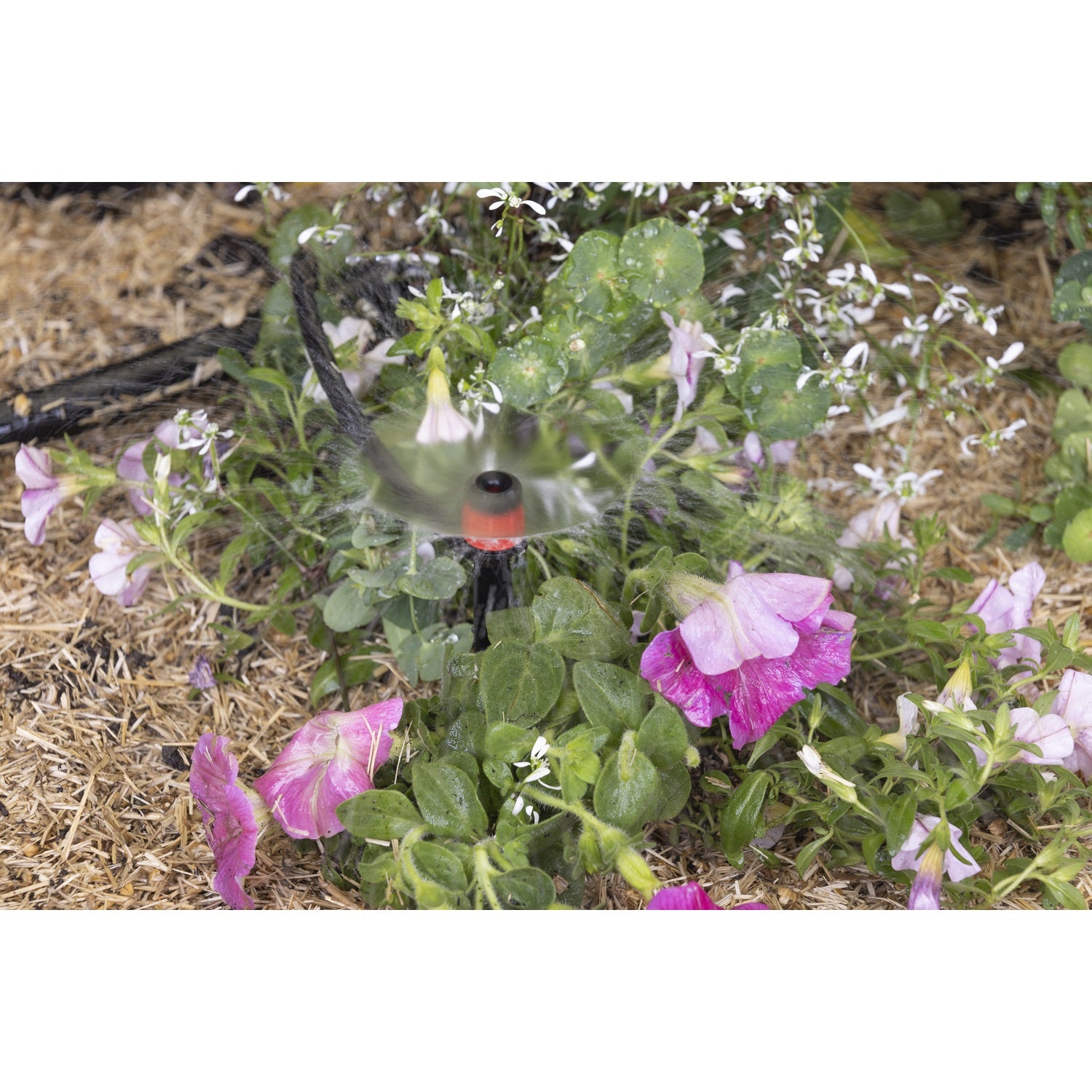 aroz-goutte-goutte-micro-arroseurs-sur-pic-x5-360 image 6